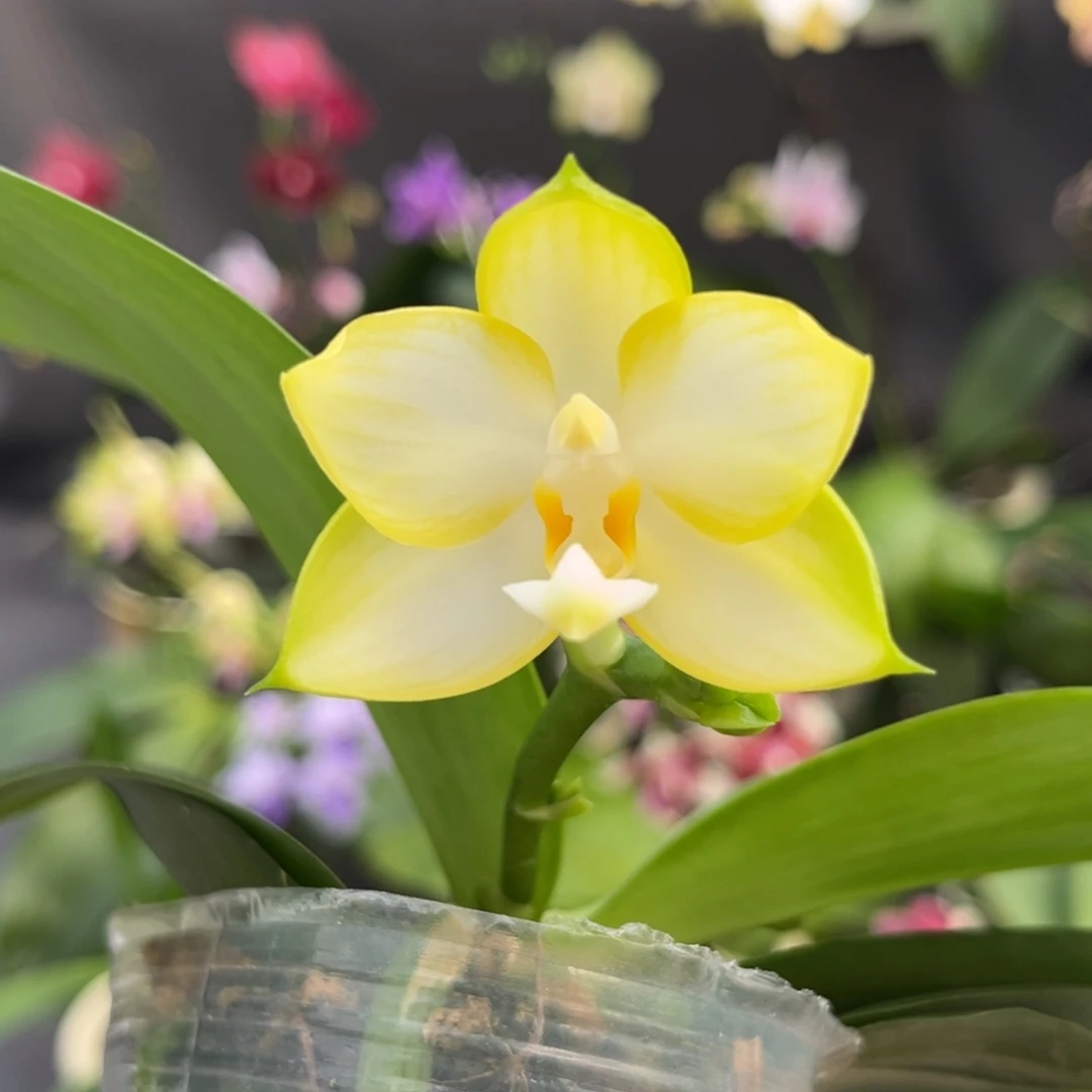 完全开放2.5寸盲盒开花株