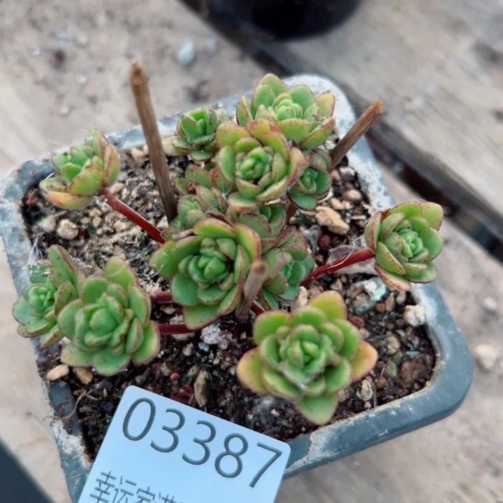 幸运的是我还没遇到过