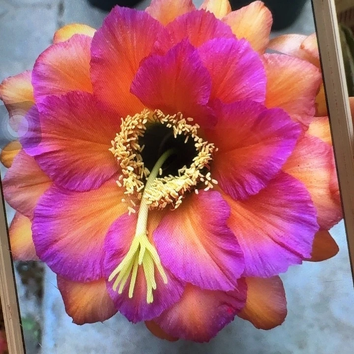 卡奈习侧芽5公分毛花柱