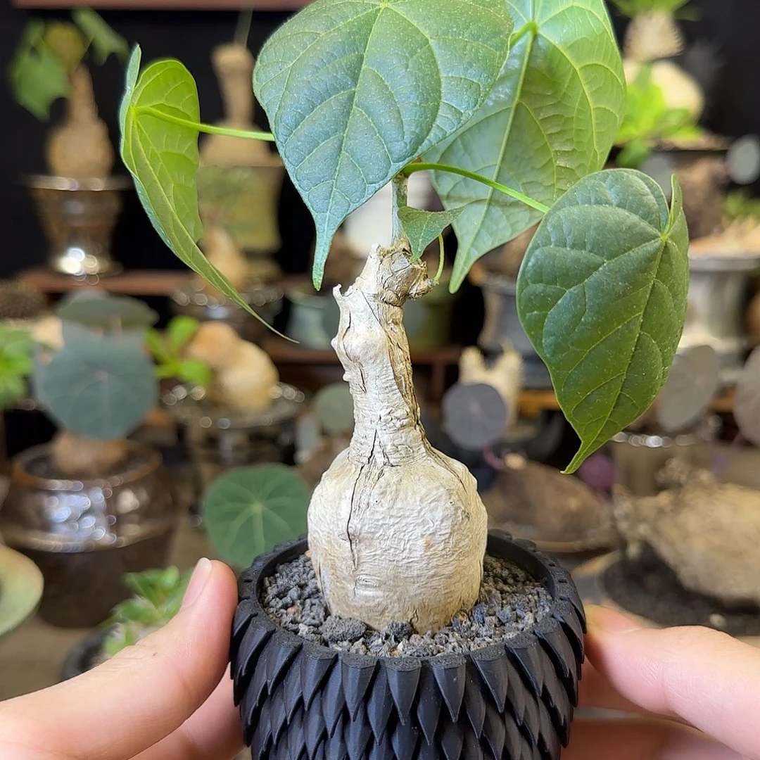 一物一拍泰国火桐20