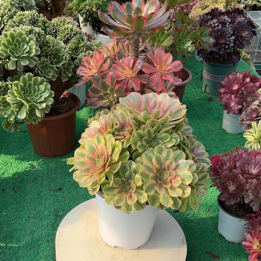 雨荷法师多肉植物漂亮