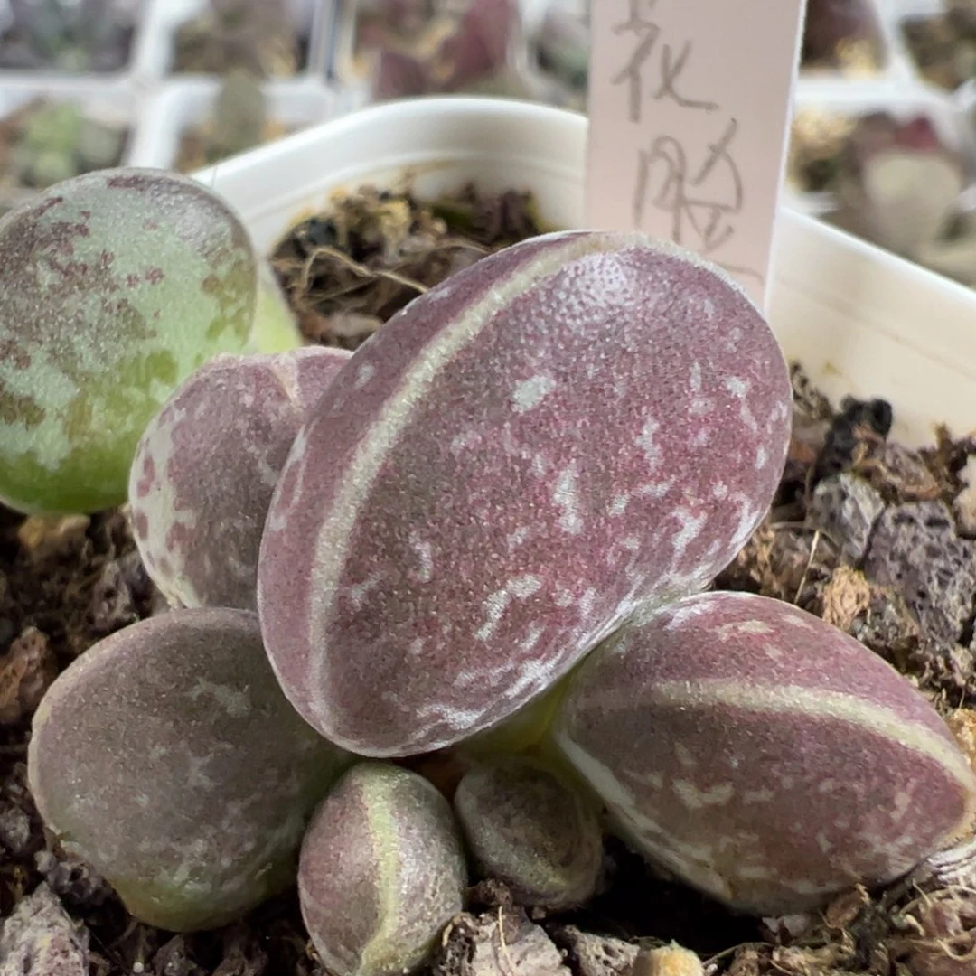 花脸花蛋多肉植物水泡