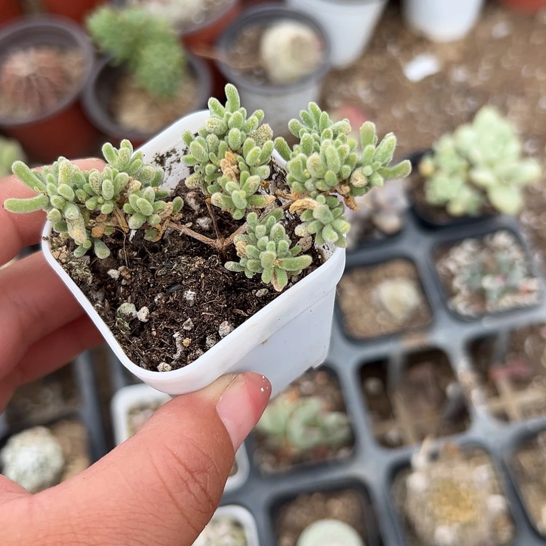 多肉植物多肉植物