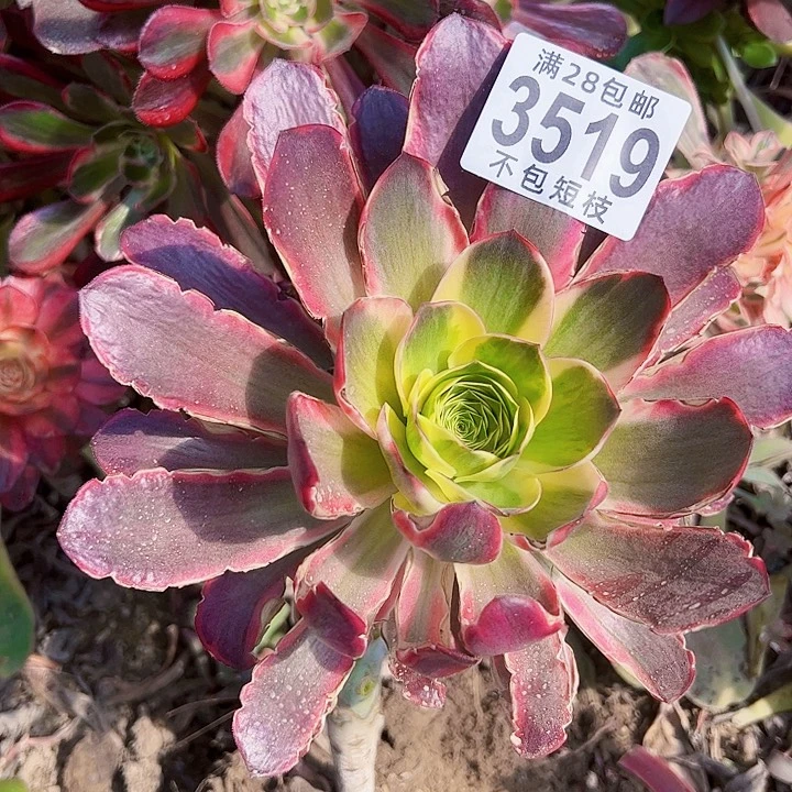 3519有修有伤多肉植物法师