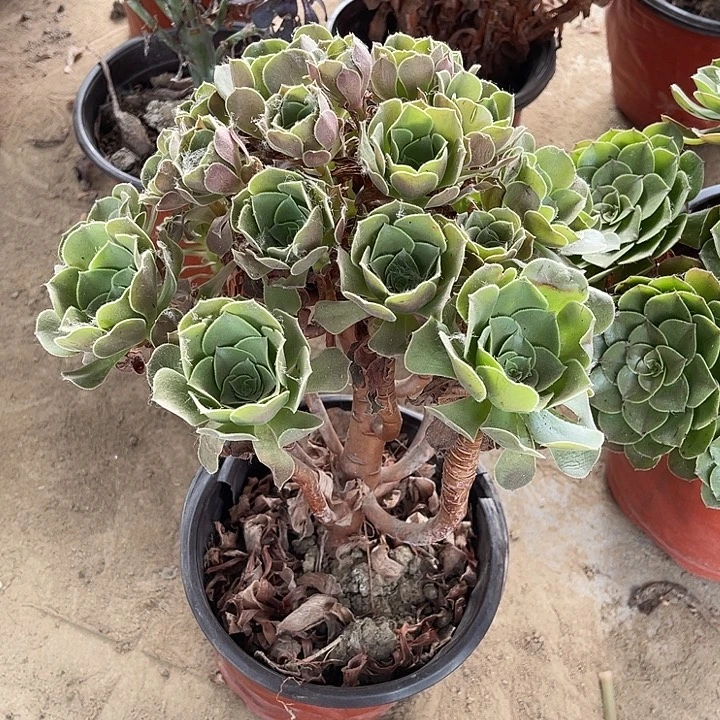 柠檬玫瑰玫瑰玫瑰玫瑰