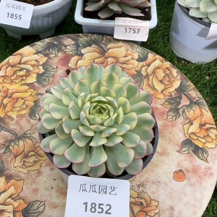 1852梦幻玫瑰锦多肉植物