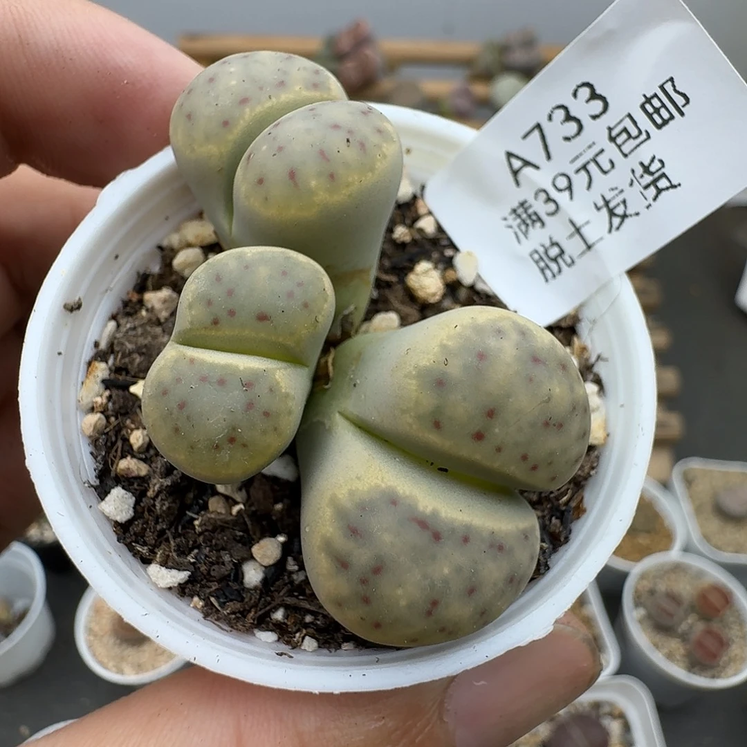 733多肉哈哈哈哈哈哈哈