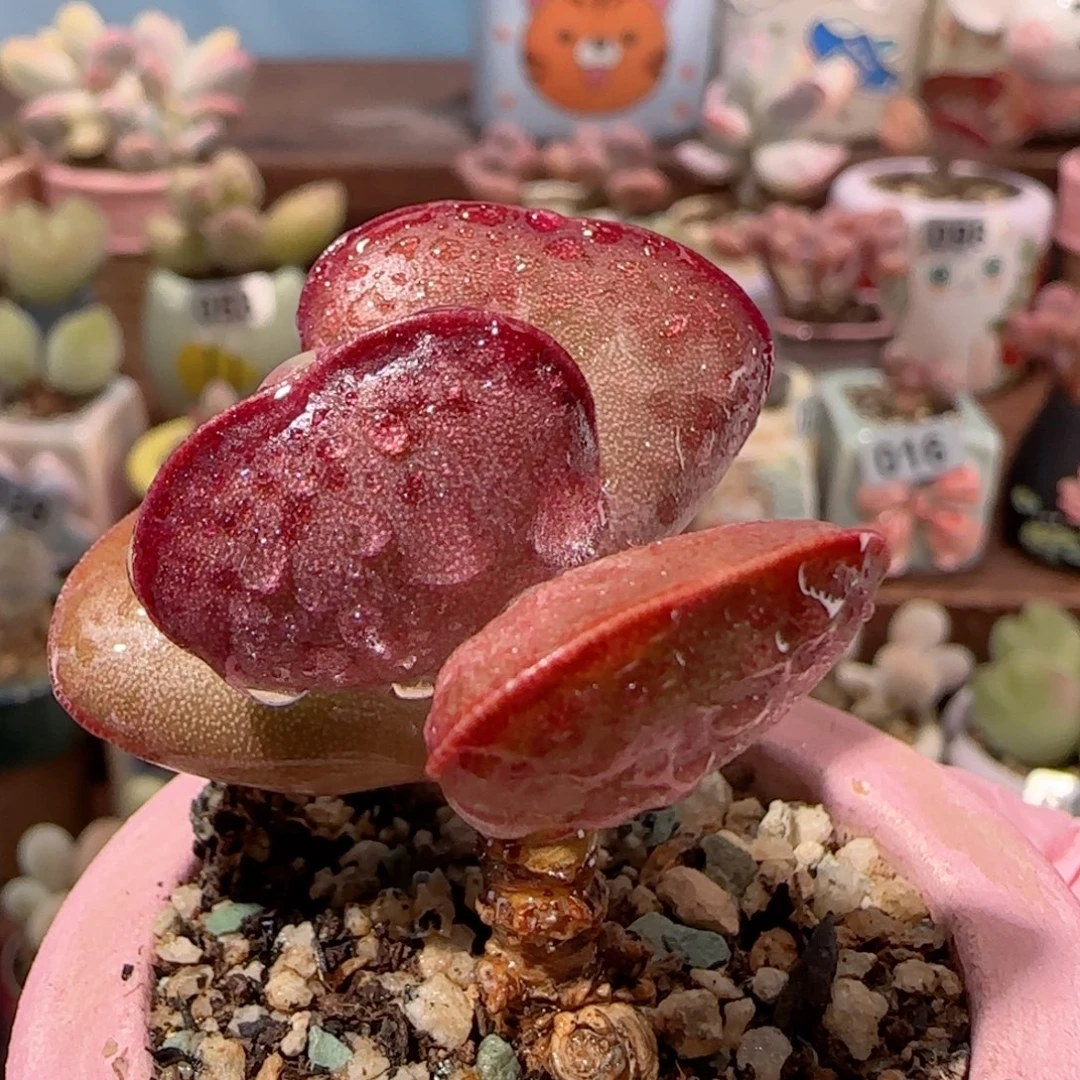 首选爱心 盆口4cm