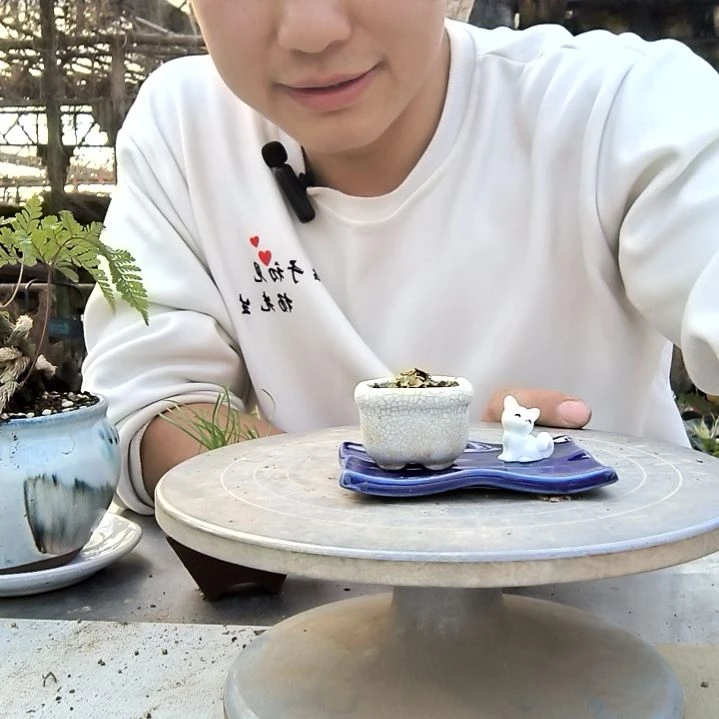 酸***甜小盆景小植物一物一拍17