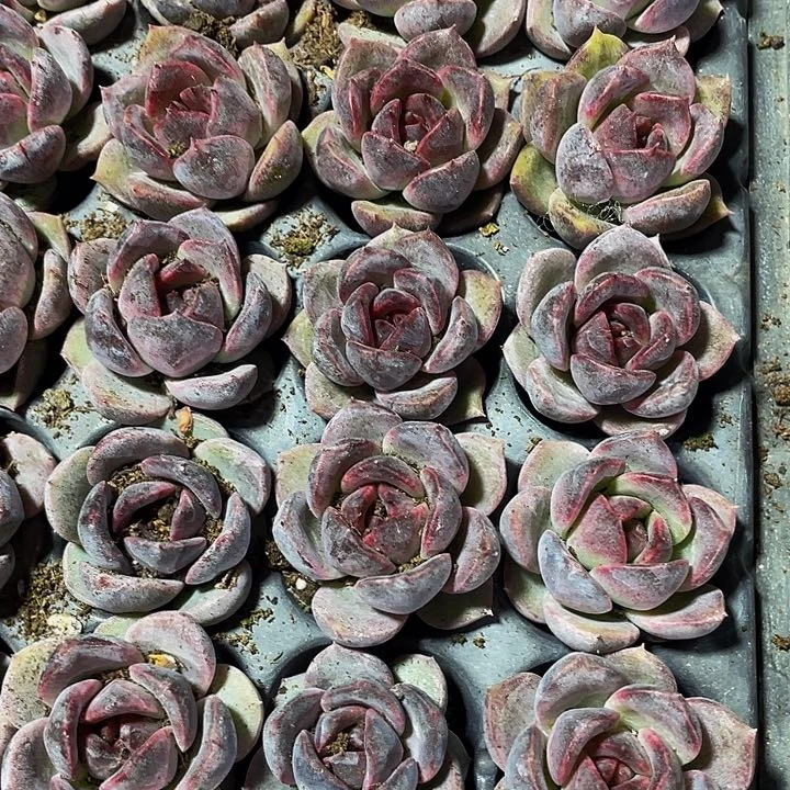 小黑橙1元带土发