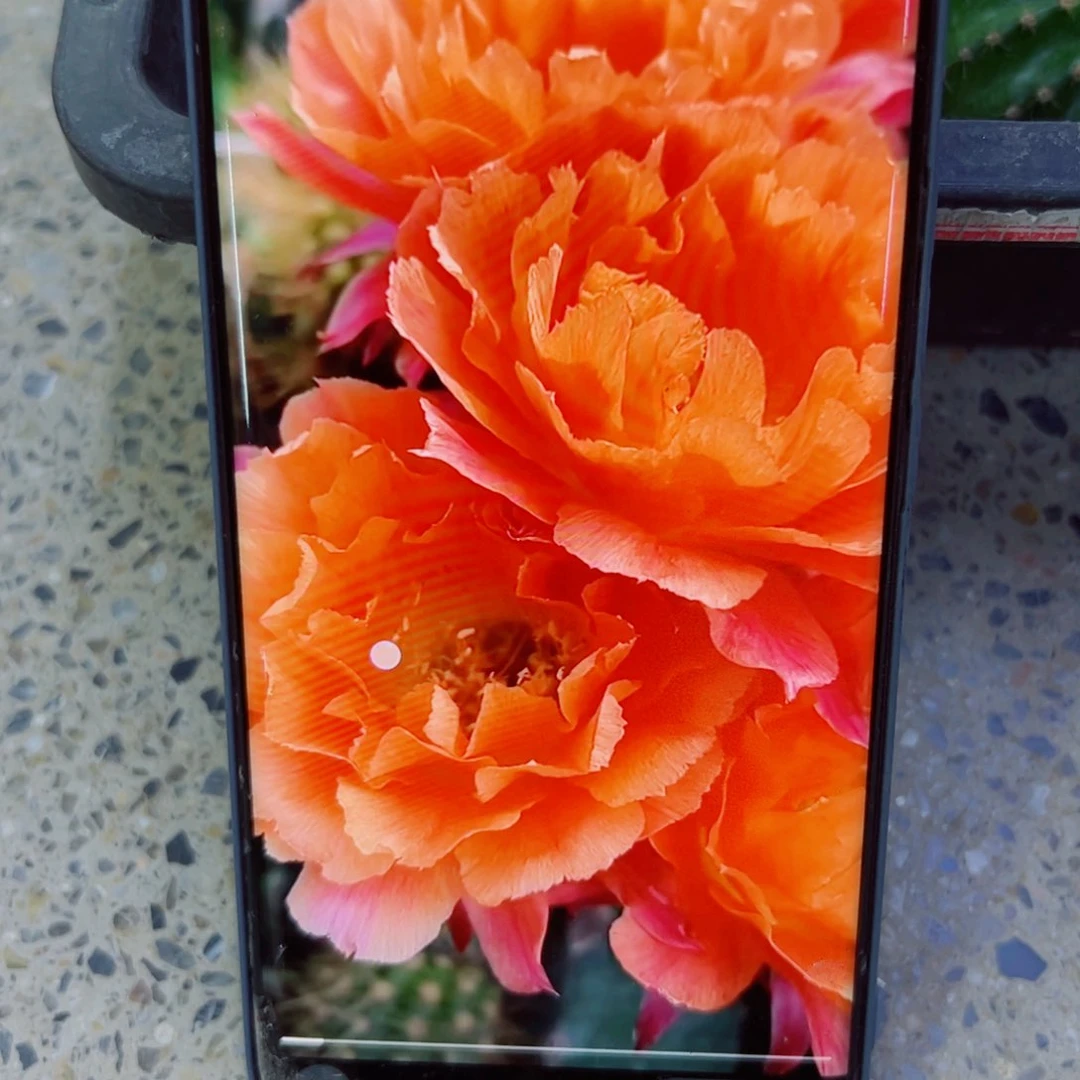 下45彩草奇迹歪无根侧芽4公分左右20包邮