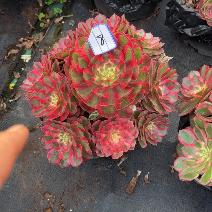 云南赤子心法师多肉8号