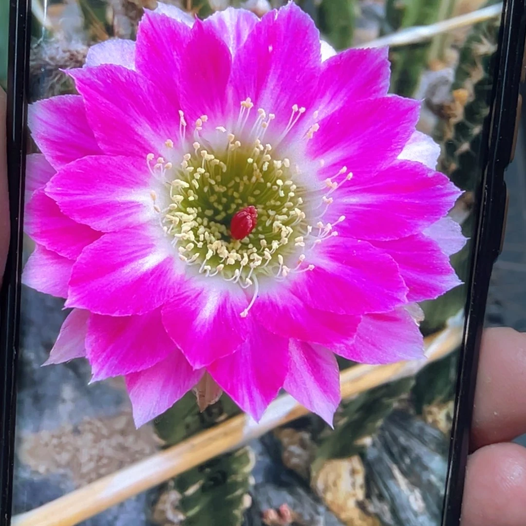 丽 同心圆侧芽 歪 满20包邮5公分