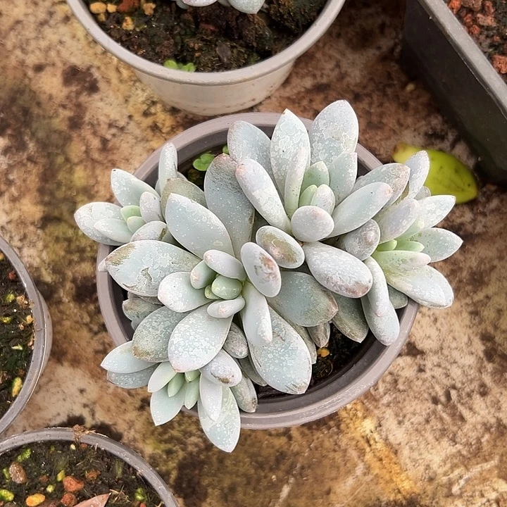 橙龙叶插群生多肉