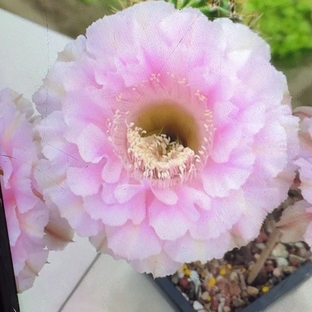 桃花落侧芽4公分彩草