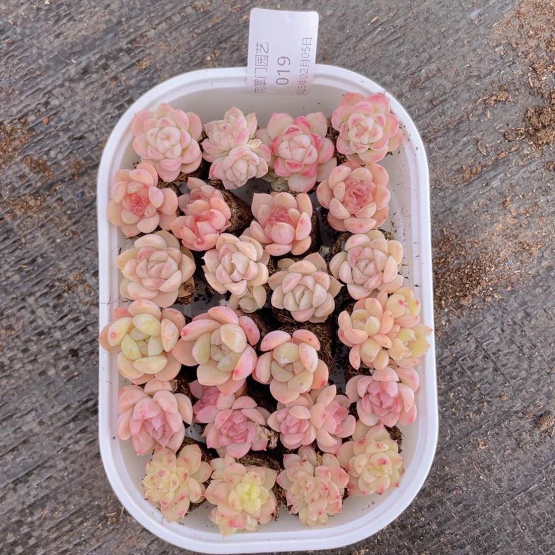 我们的生活方式是什么019