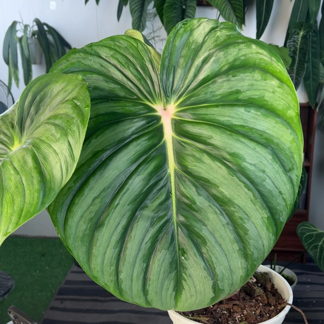 完全开放老桩大西瓜