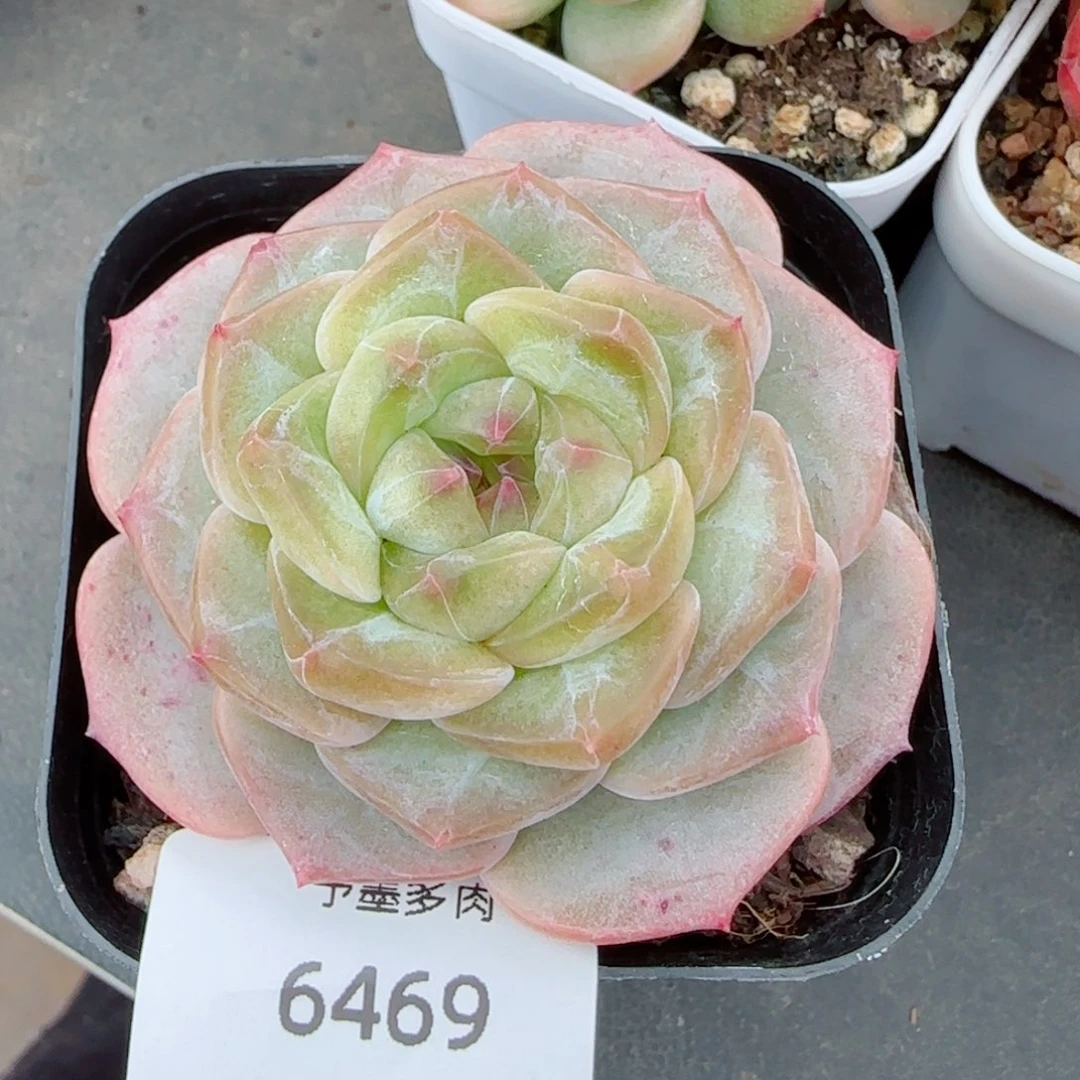 微光，6469多肉植物