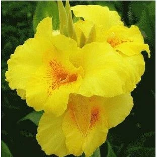 美人蕉苗美人蕉种球种根庭院地栽室内盆栽植物美人蕉花苗带芽发货