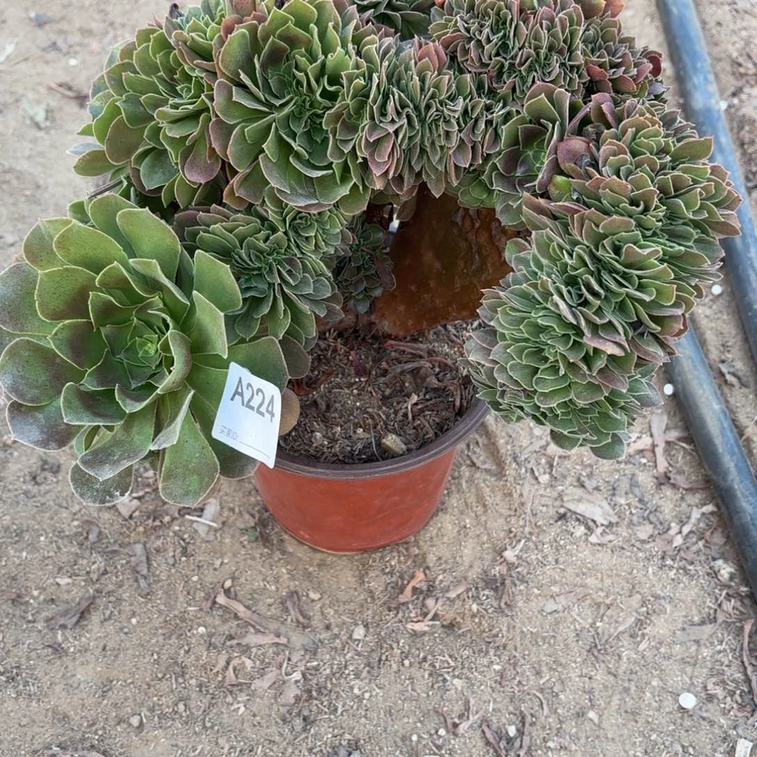 玫瑰缀断枝不包224