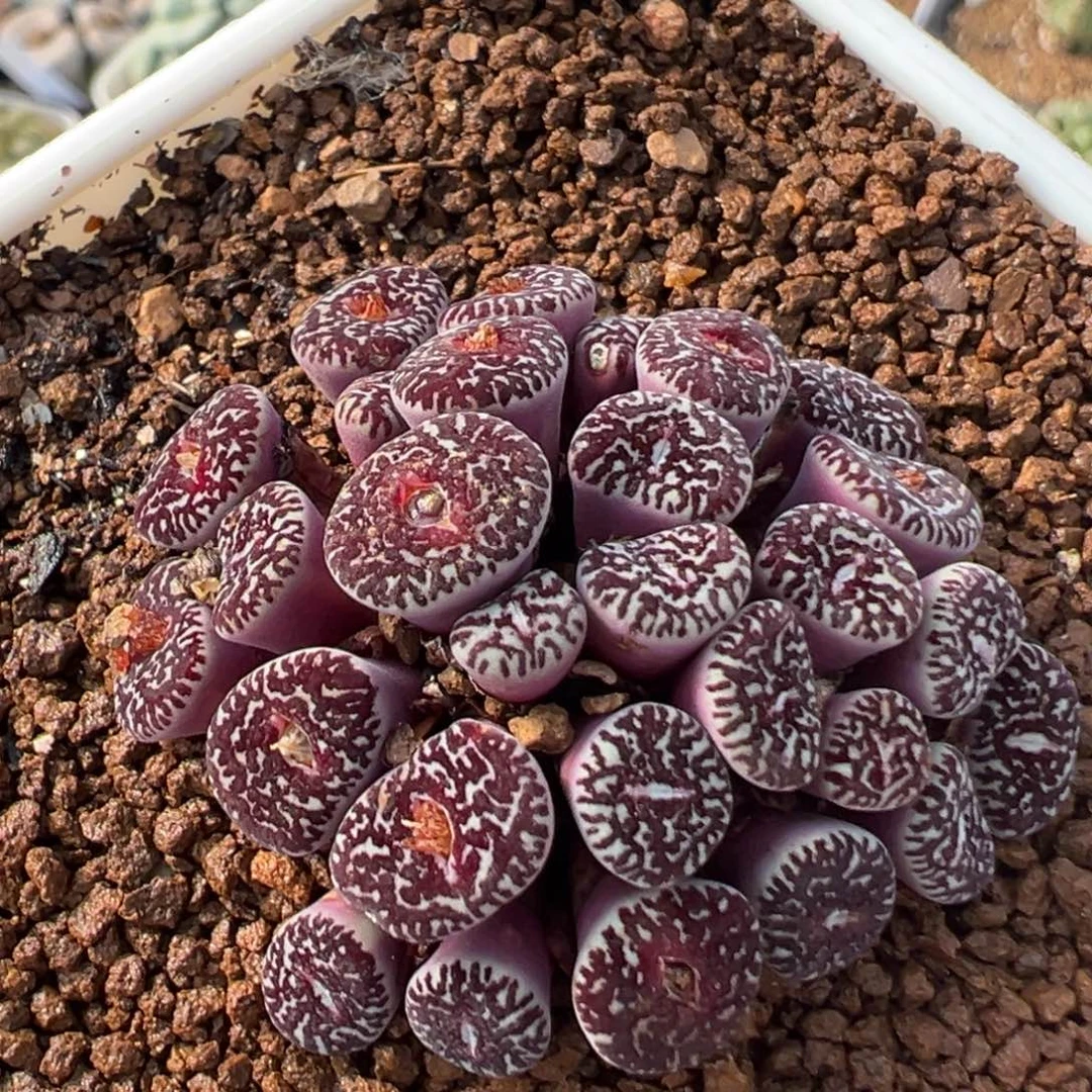 33多肉植物百科植物