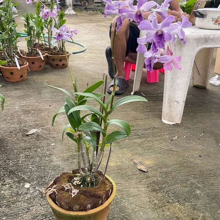 完全开放紫松鼠46