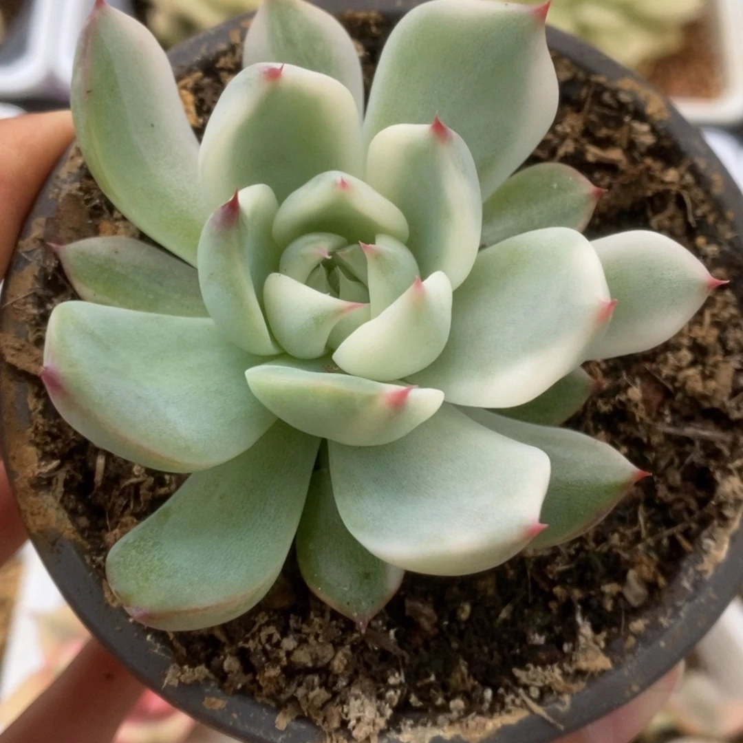 395锦锦锦锦锦锦锦