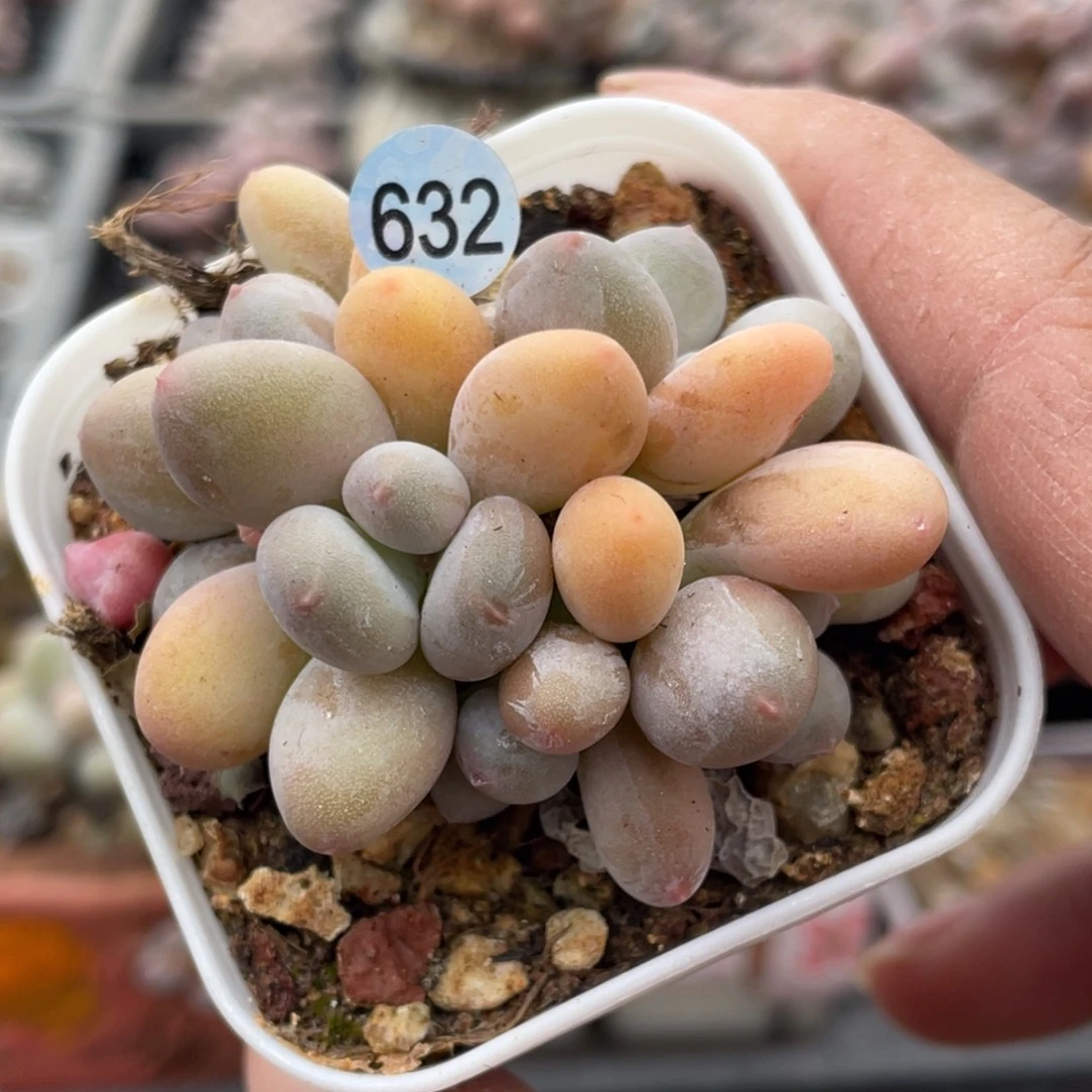 西瓜奶酪变异体多肉