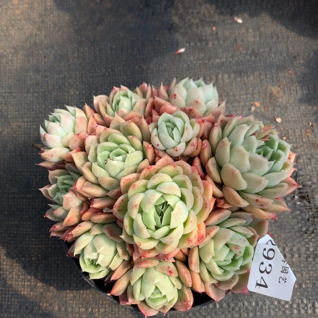 2934 杂交精品基地13厘米