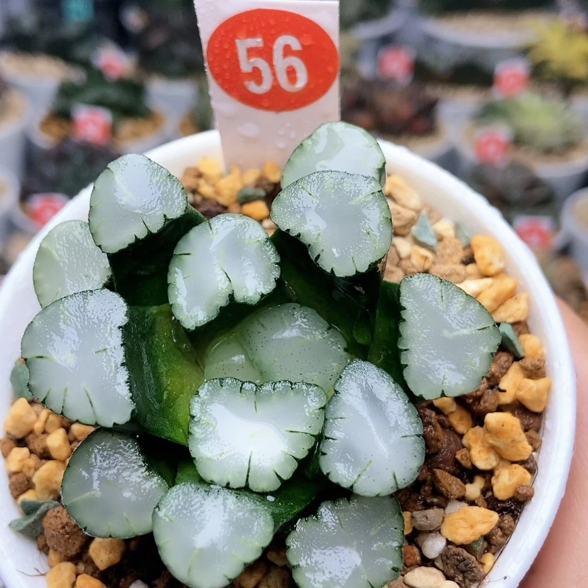 【闪购商品】56天照万象