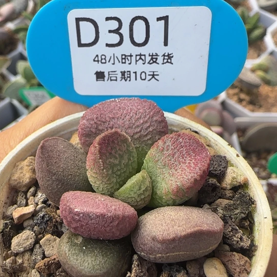 福利多肉。   301。