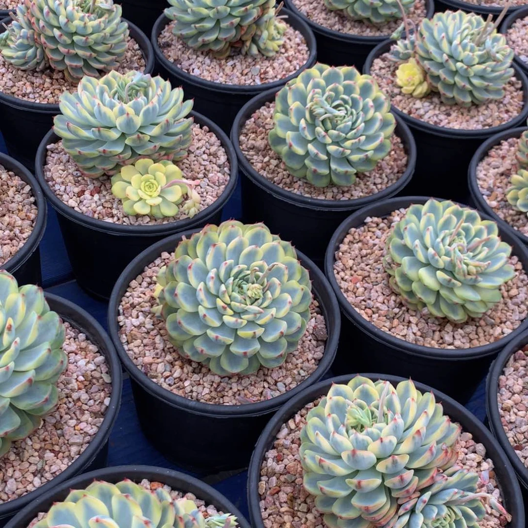 姬莲锦111111111111111