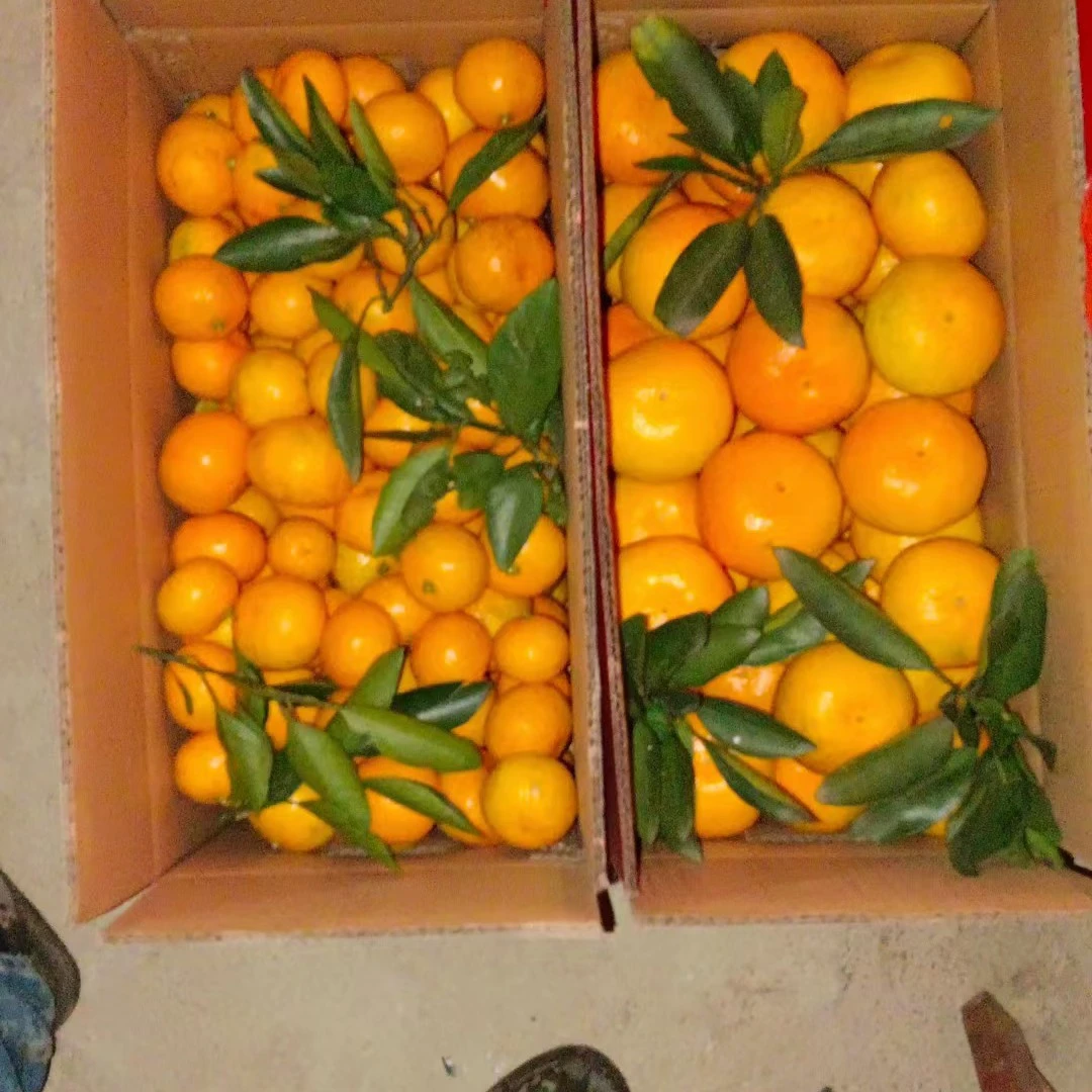 8.公斤洞口雪峰蜜桔，特早，汁多皮薄，口感好
