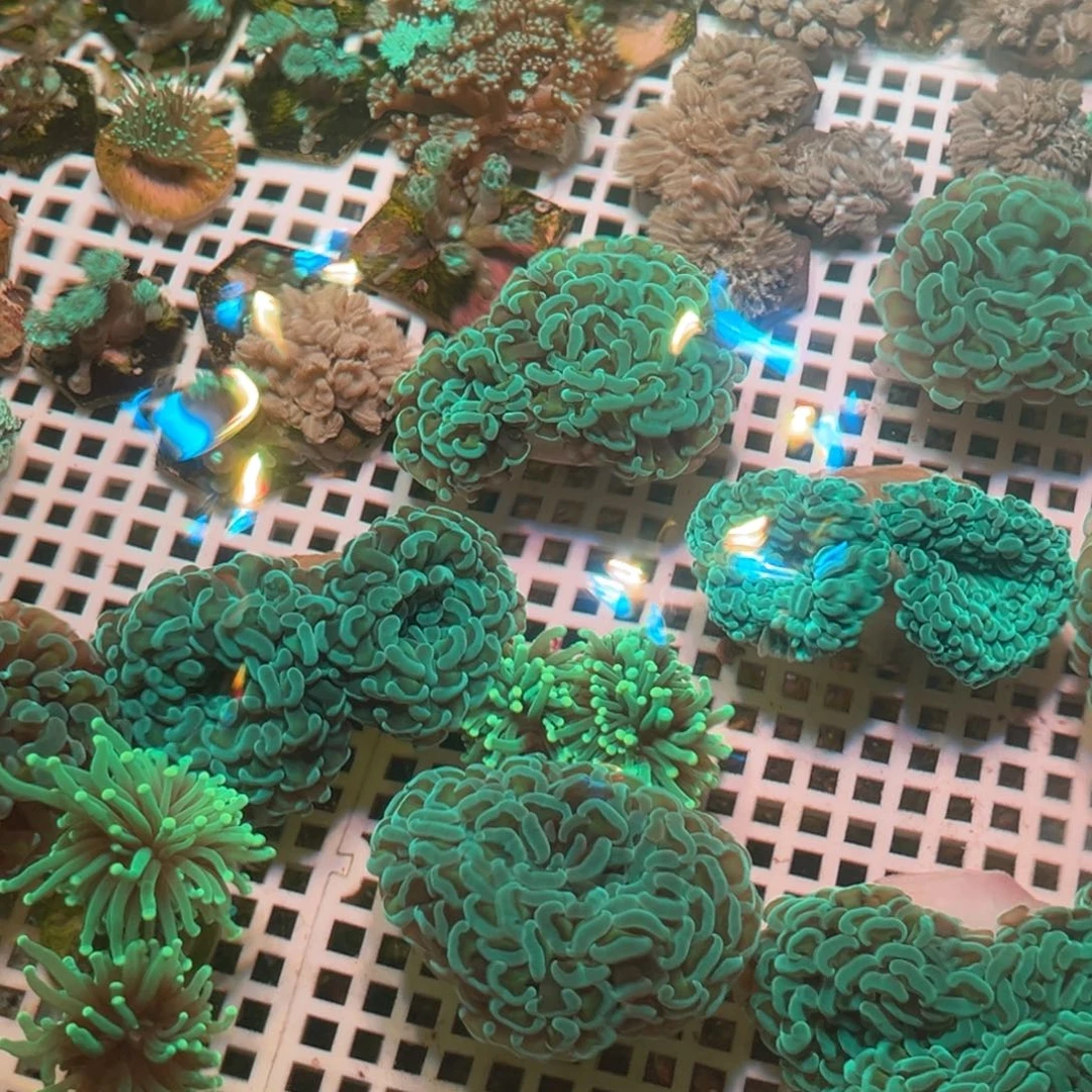 ∞***∞奶嘴海葵千手11111111111111