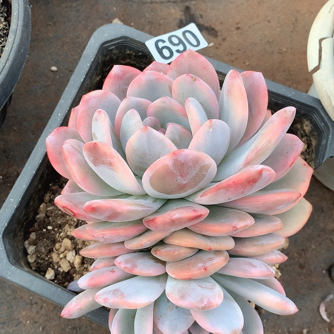 690橙子锦一物一拍多肉