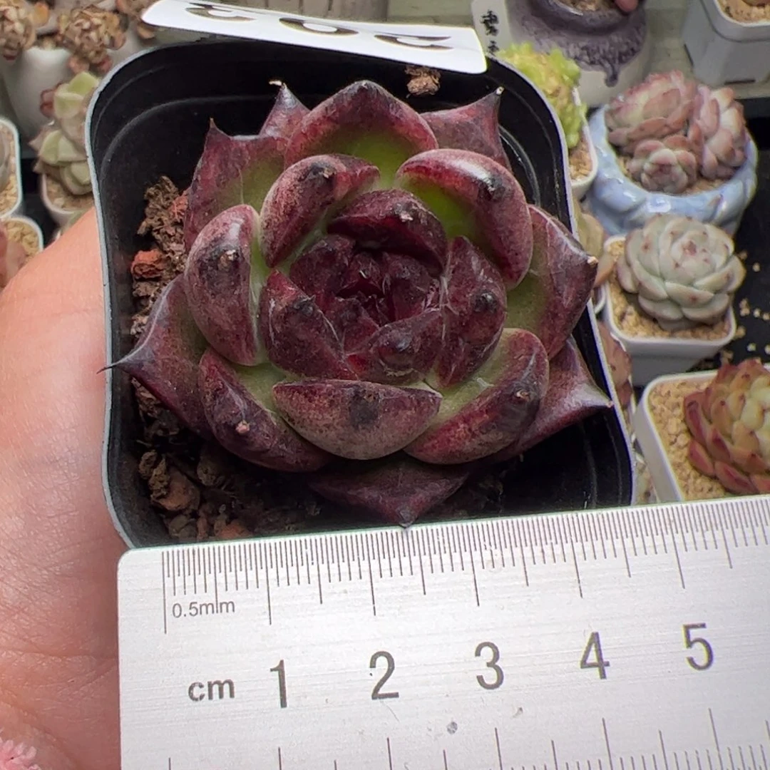 293多肉植物组合盆栽