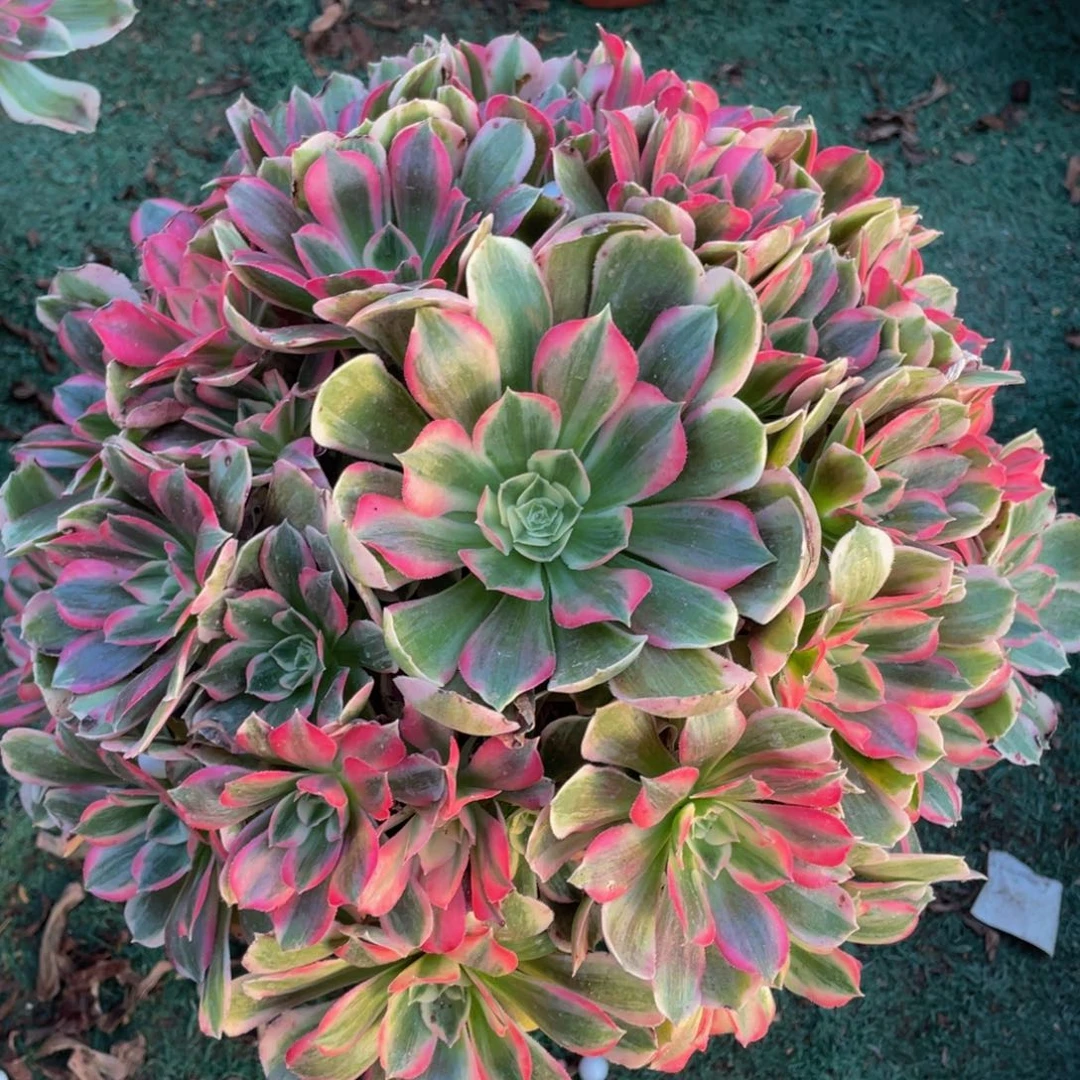 969男神精品法师老桩