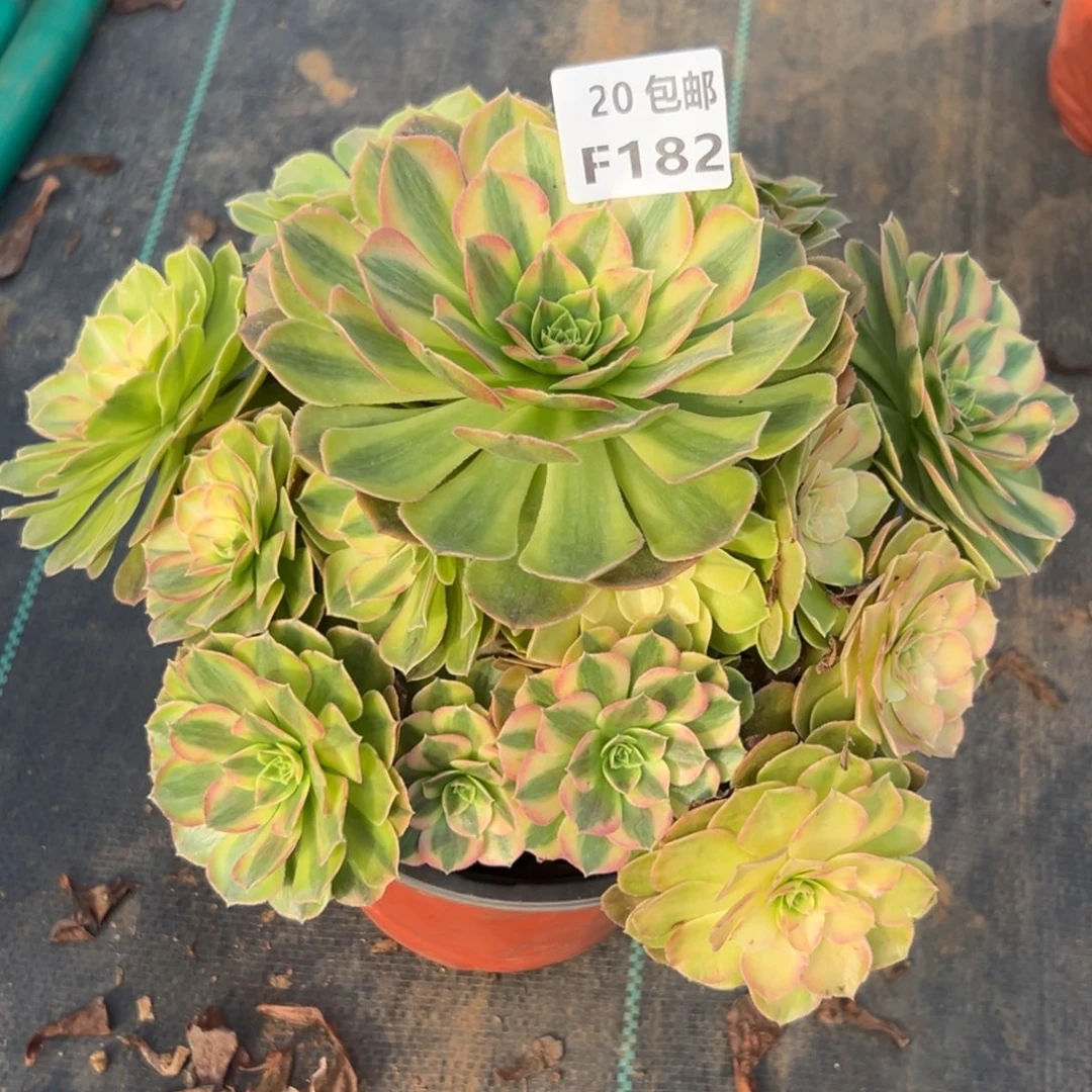 182雨荷轮回，多肉法师