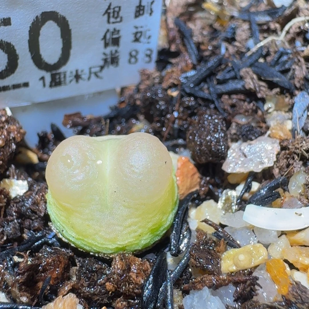 Ssss精品生石花450