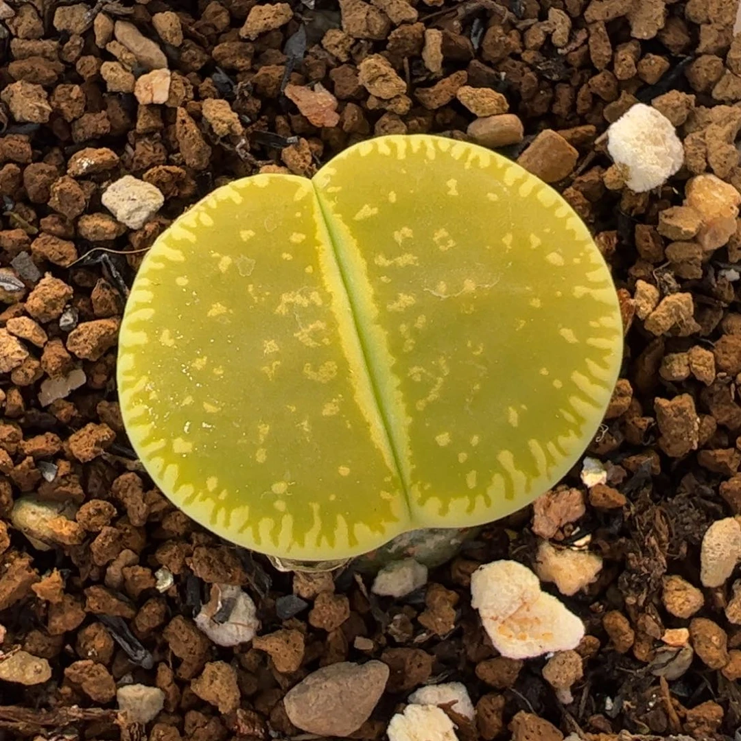 463多肉植物百科