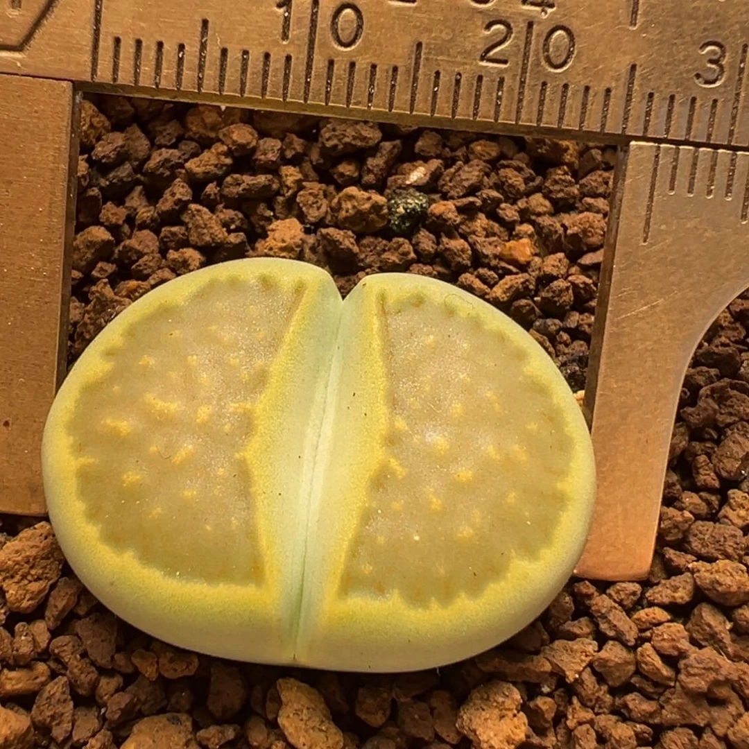 黄饼干多肉百科69