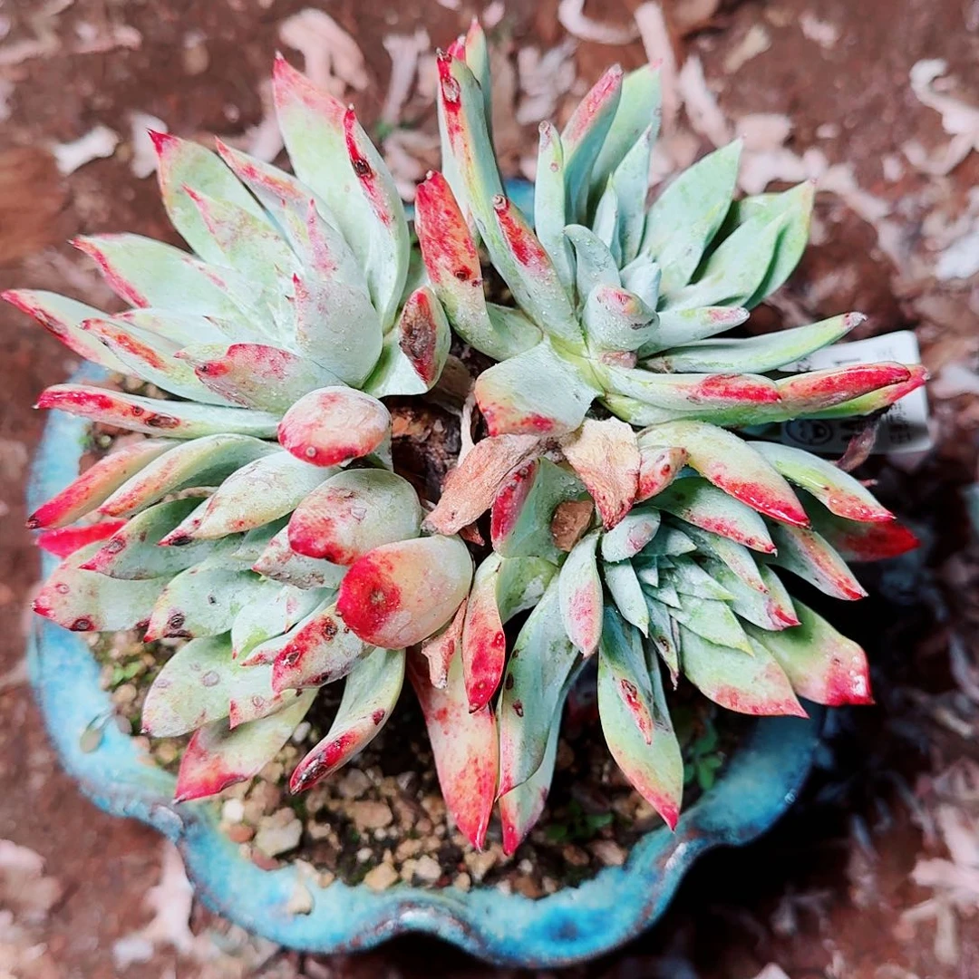 1721白衣圣徒苹果叶