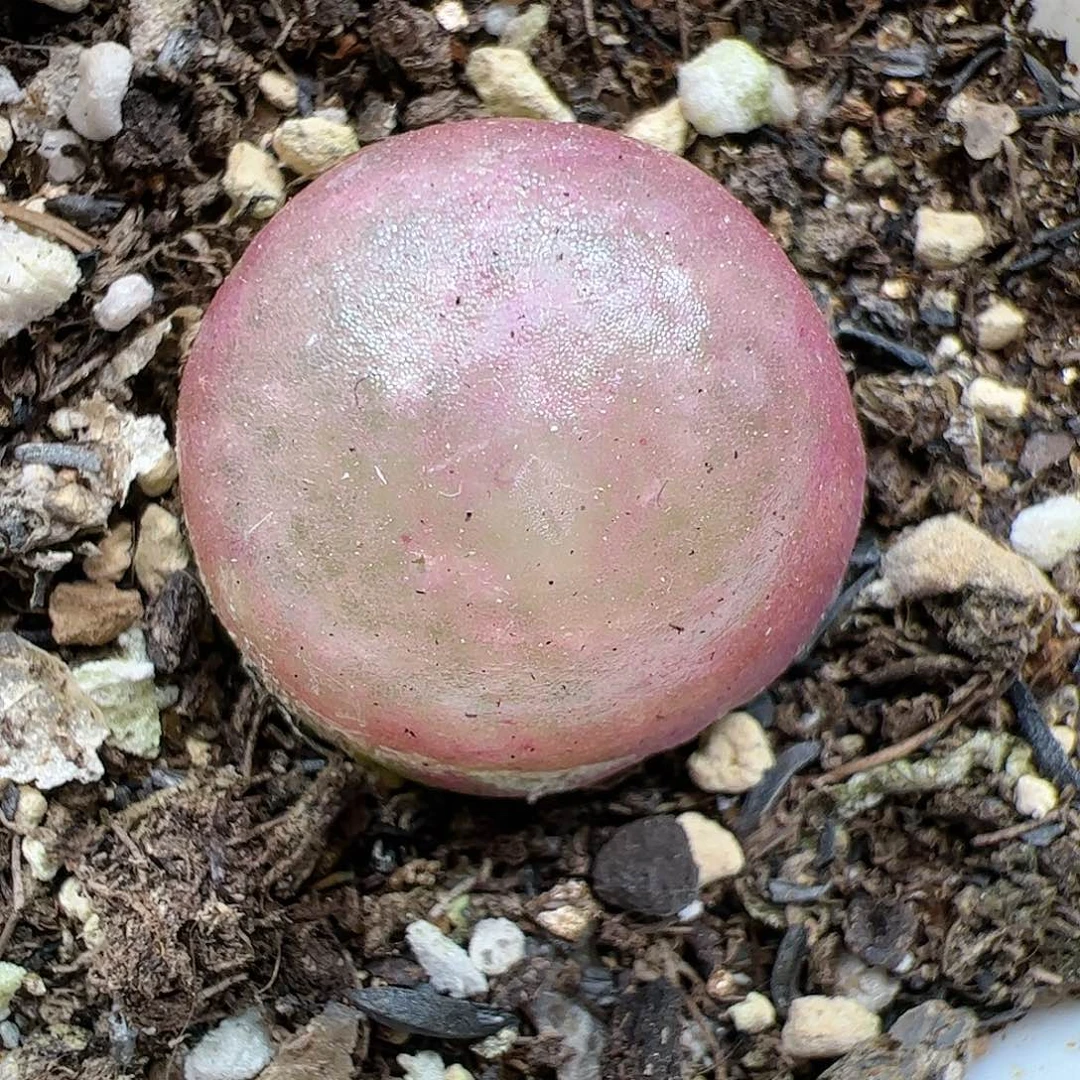 【闪购商品】257 开播福利