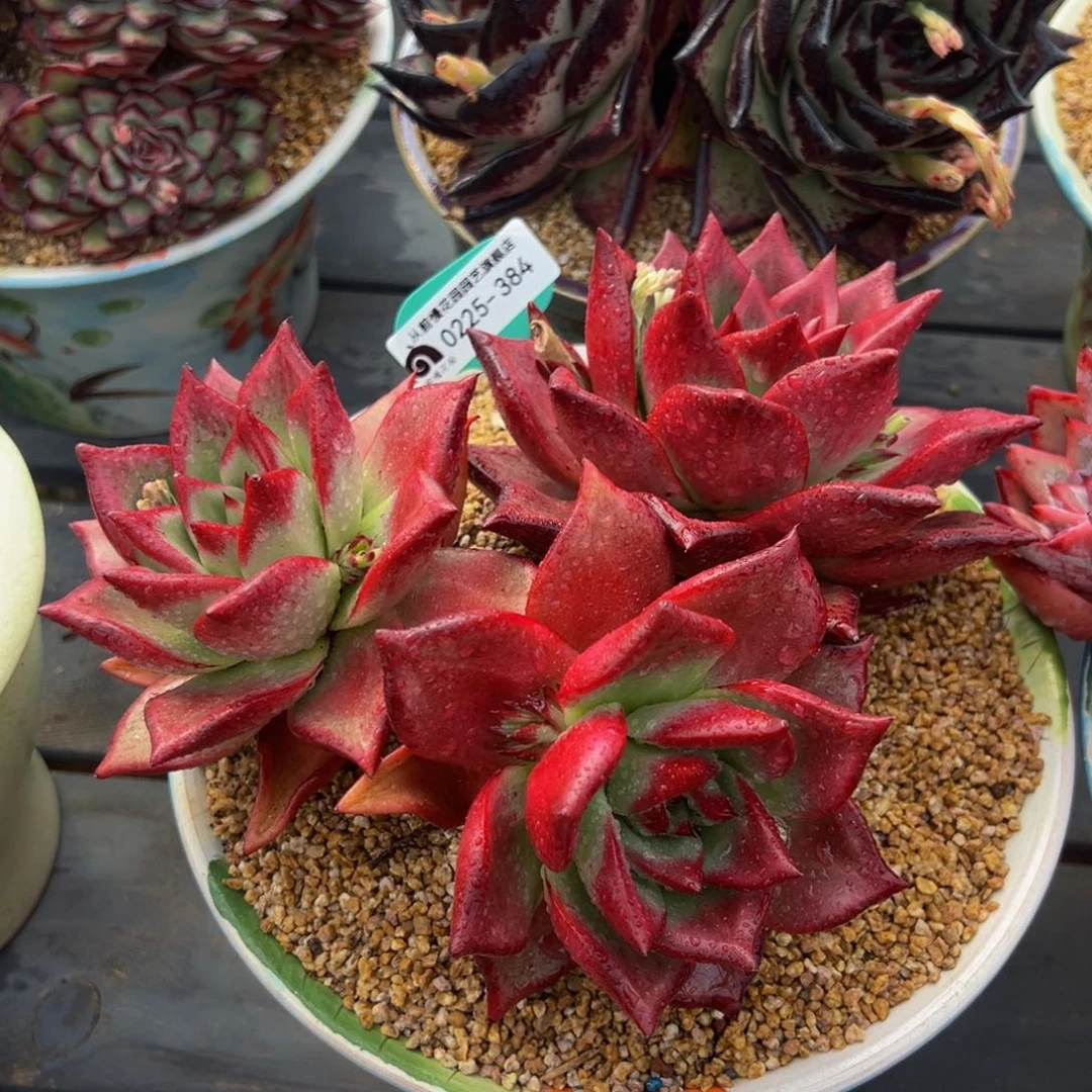 从前慢多肉精选编号0225.384