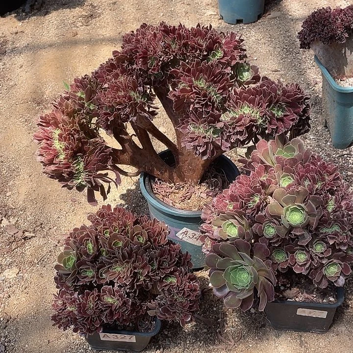 A345三棵缀化36.8-3脱土包邮