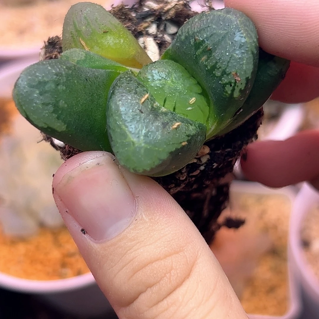 追求寿十二卷多肉植物