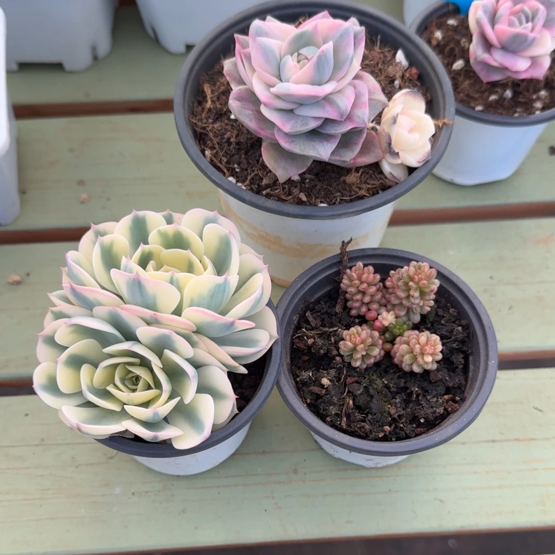 一***莓彩色可爱玫瑰浆果玉蝶