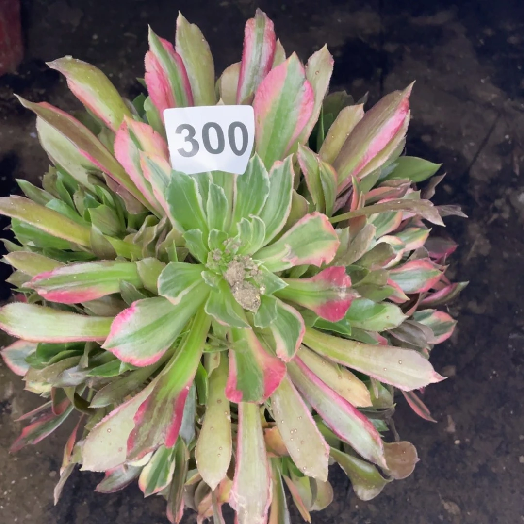 300号光辉手捧花