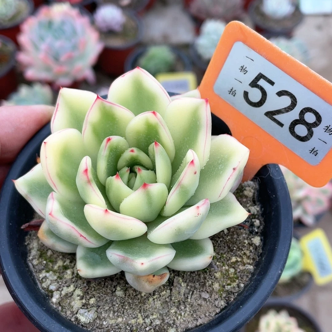 【闪购商品】瓶*528号