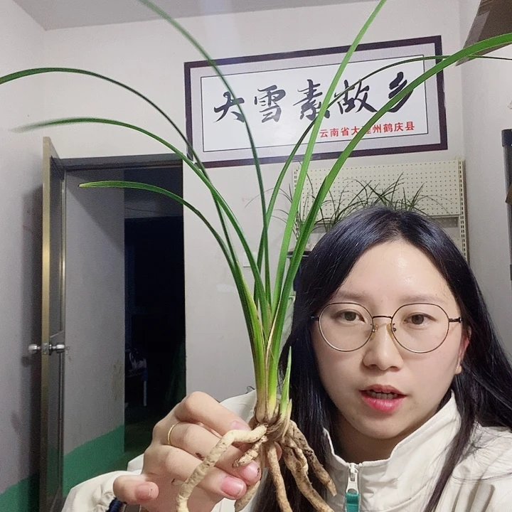 大部分花苞少量开放